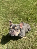 Chyna, a female French Bulldog for sale in McDonough, GA – 1 of 10