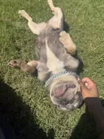 Chyna, a female French Bulldog for sale in McDonough, GA – 5 of 10
