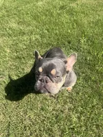 Chyna, a female French Bulldog for sale in McDonough, GA – 6 of 10