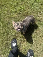 Chyna, a female French Bulldog for sale in McDonough, GA – 3 of 10