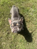 Chyna, a female French Bulldog for sale in McDonough, GA – 4 of 10