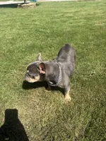Chyna, a female French Bulldog for sale in McDonough, GA – 10 of 10