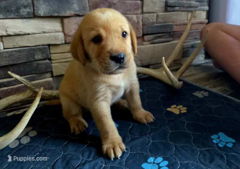 Steven – Labrador Retriever puppy for sale in Pleasantville, IA