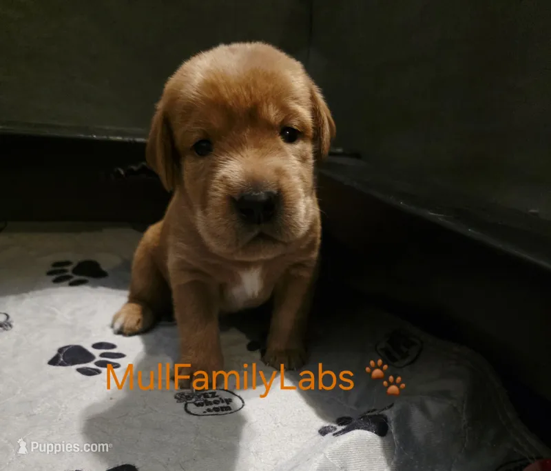 Jeremiah – Labrador Retriever puppy for sale in Pleasantville, IA