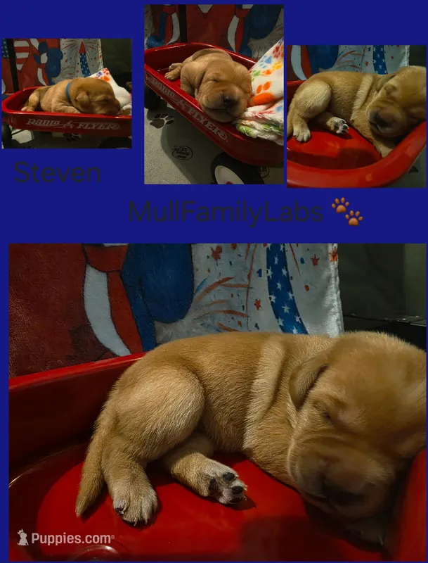 Steven – Labrador Retriever puppy for sale in Pleasantville, IA