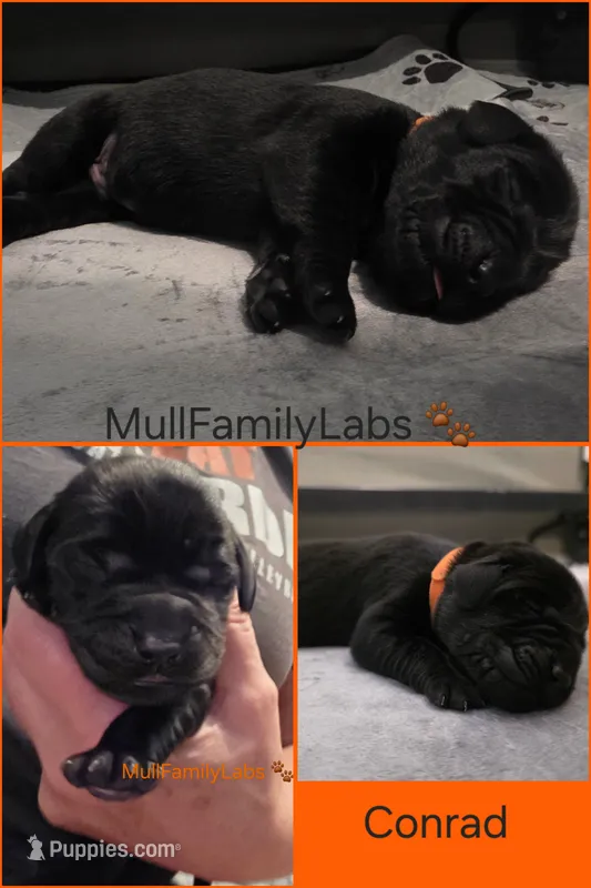 Conrad – Labrador Retriever puppy for sale in Pleasantville, IA