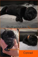 Conrad, a male Labrador Retriever for sale in Pleasantville, IA – 1 of 1