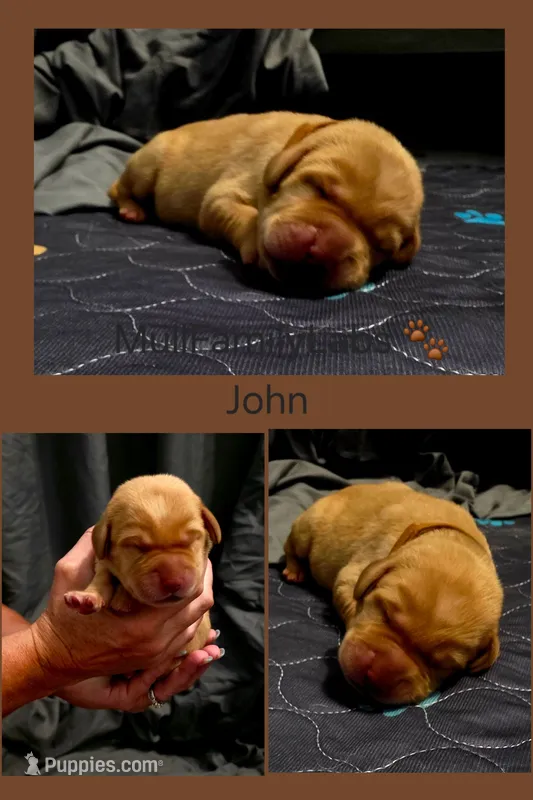 John – Labrador Retriever puppy for sale in Pleasantville, IA