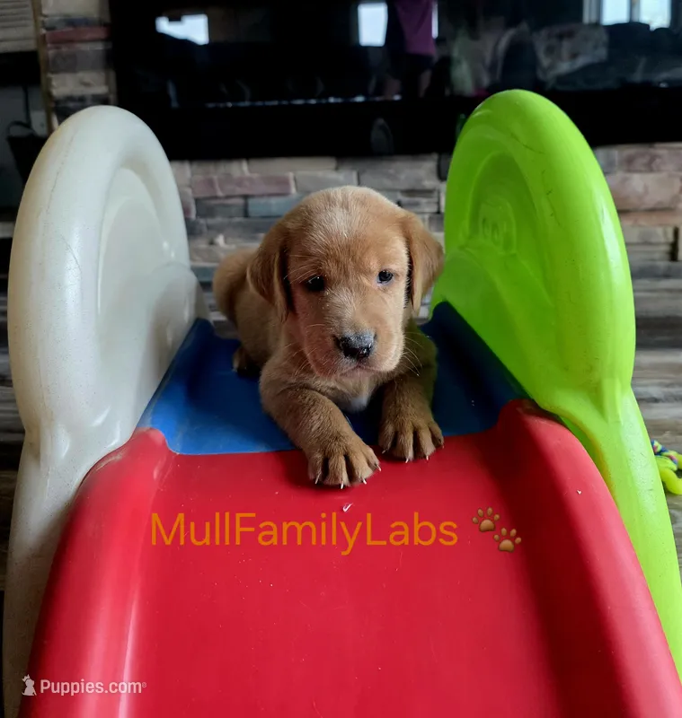 Jeremiah – Labrador Retriever puppy for sale in Pleasantville, IA