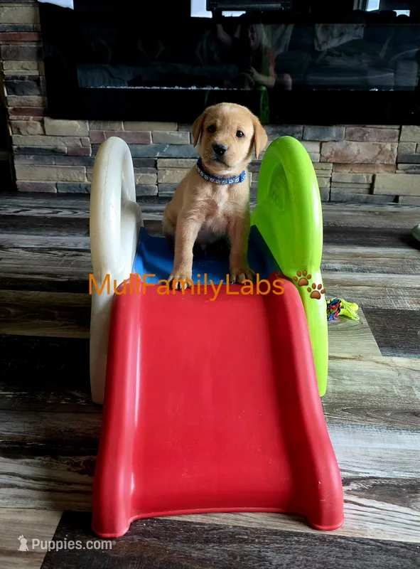 Steven – Labrador Retriever puppy for sale in Pleasantville, IA