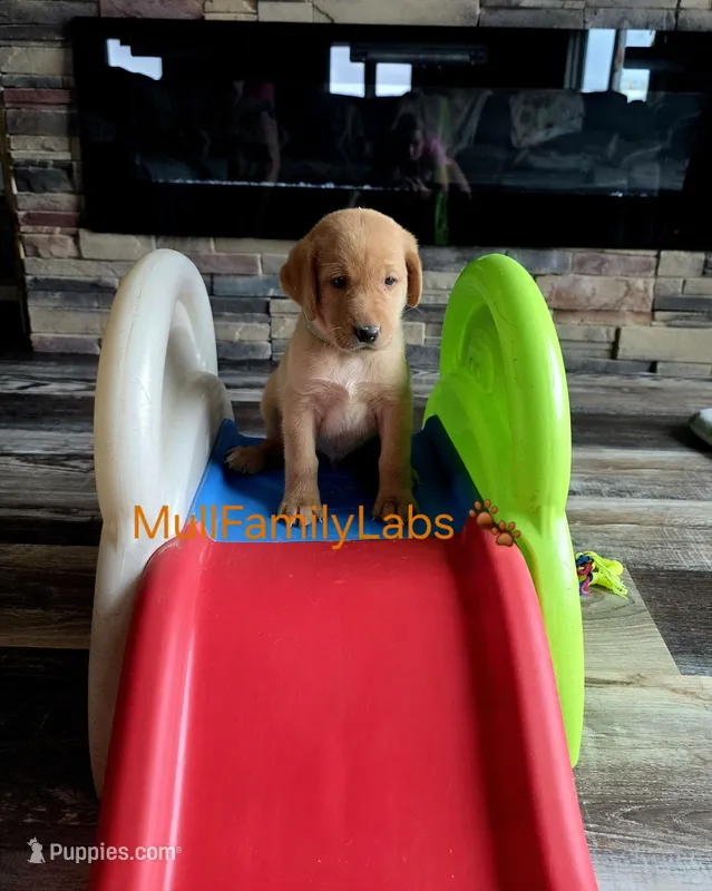 Adam – Labrador Retriever puppy for sale in Pleasantville, IA