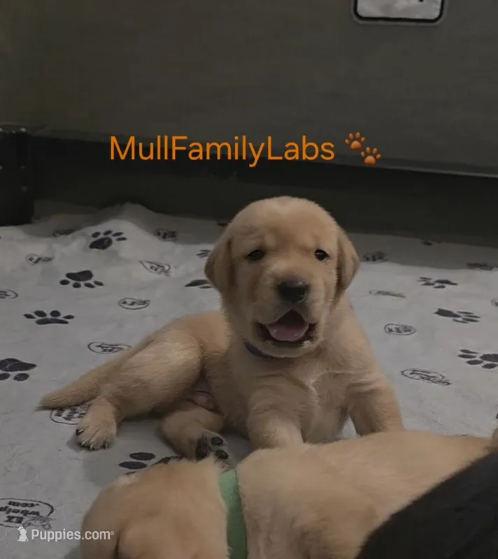 Steven – Labrador Retriever puppy for sale in Pleasantville, IA