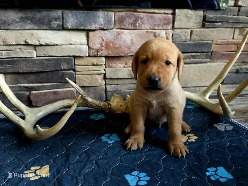 Adam – Labrador Retriever puppy for sale in Pleasantville, IA