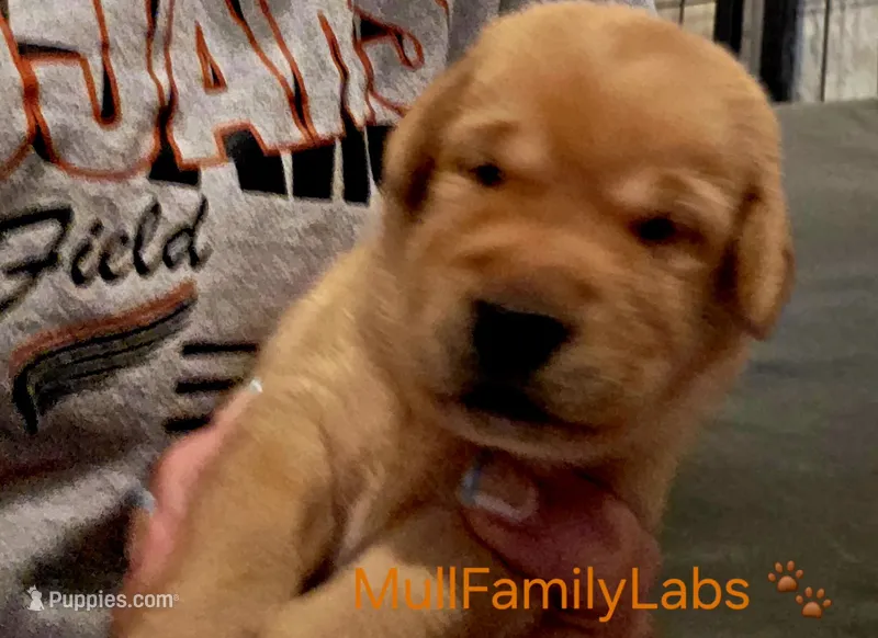 Steven – Labrador Retriever puppy for sale in Pleasantville, IA