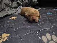 Steven, a male Labrador Retriever for sale in Pleasantville, IA – 2 of 3