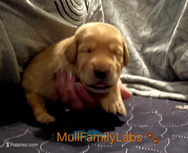 John – Labrador Retriever puppy for sale in Pleasantville, IA