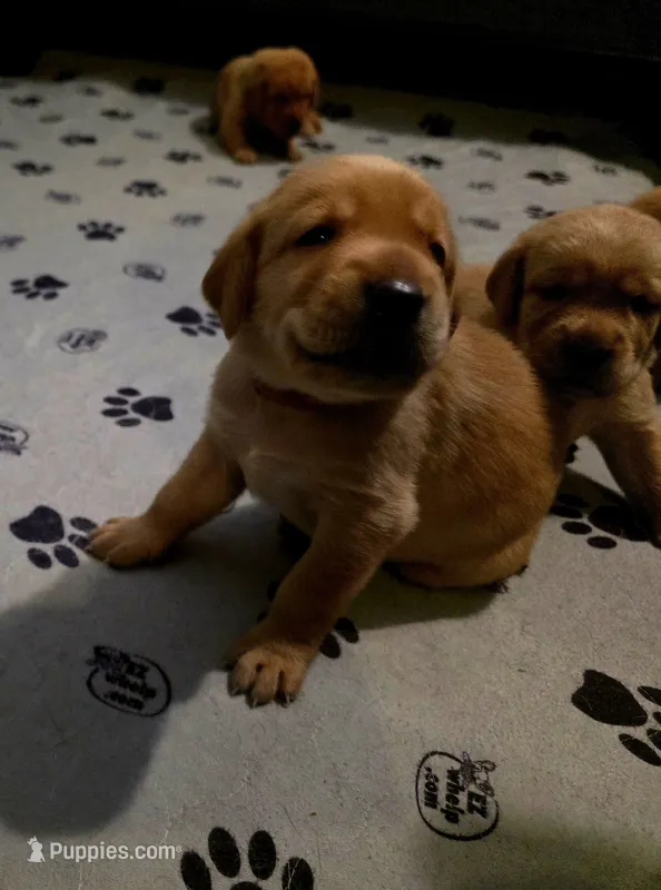 John – Labrador Retriever puppy for sale in Pleasantville, IA