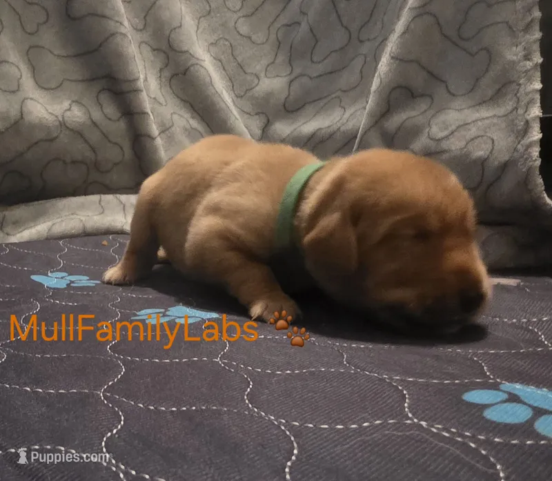 Adam – Labrador Retriever puppy for sale in Pleasantville, IA
