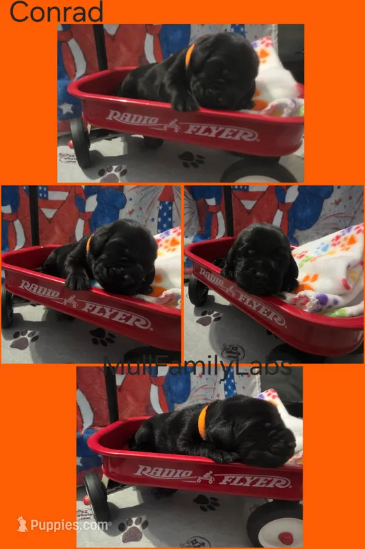 Conrad – Labrador Retriever puppy for sale in Pleasantville, IA
