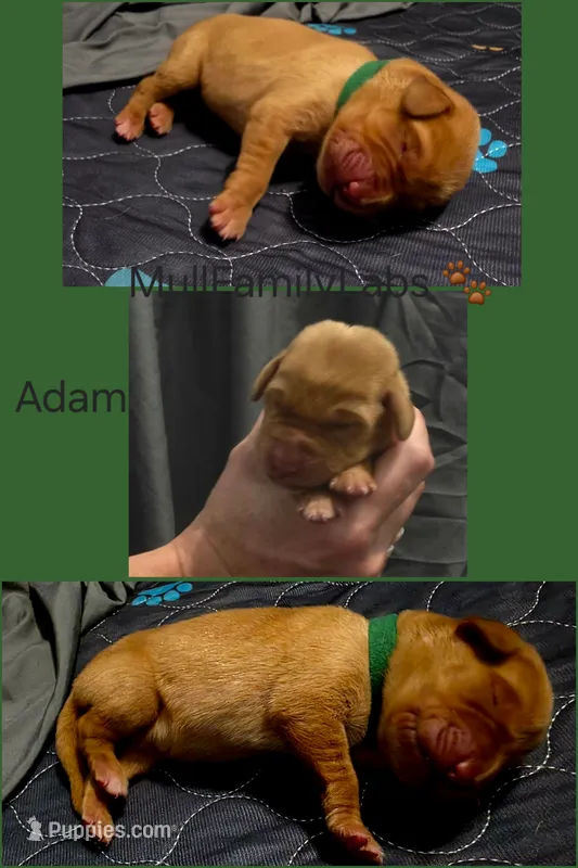 Adam – Labrador Retriever puppy for sale in Pleasantville, IA