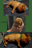 Adam, a male Labrador Retriever for sale in Pleasantville, IA – 1 of 1