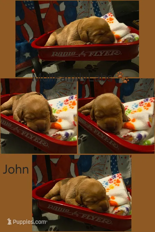 John – Labrador Retriever puppy for sale in Pleasantville, IA