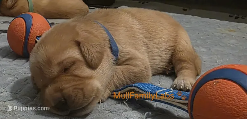 Steven – Labrador Retriever puppy for sale in Pleasantville, IA