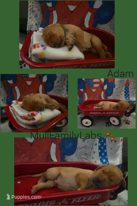 Adam – Labrador Retriever puppy for sale in Pleasantville, IA