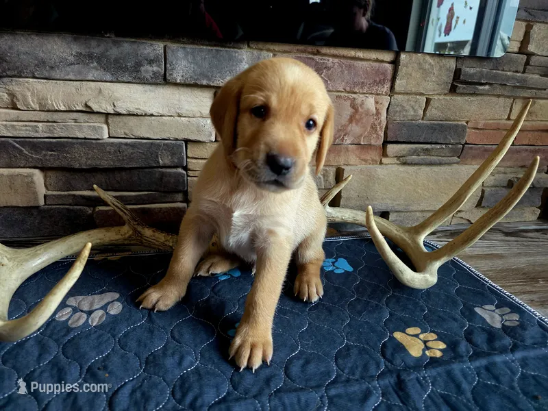 John – Labrador Retriever puppy for sale in Pleasantville, IA