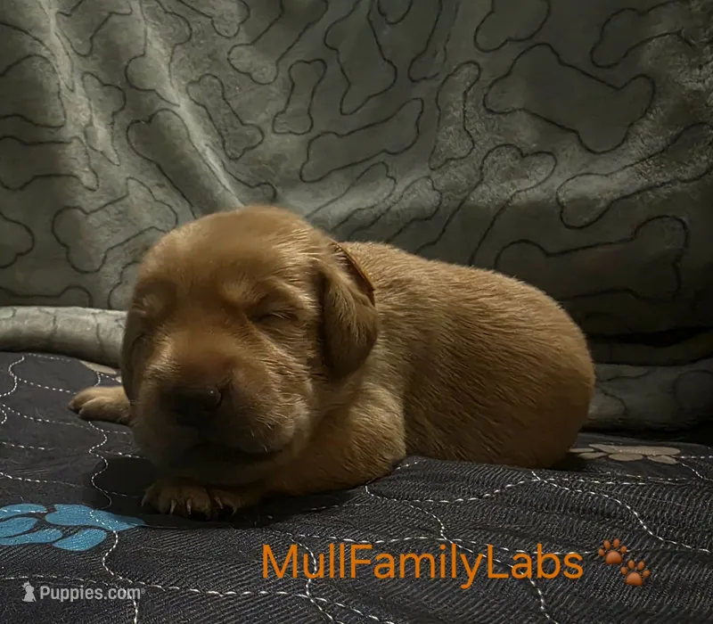 John – Labrador Retriever puppy for sale in Pleasantville, IA