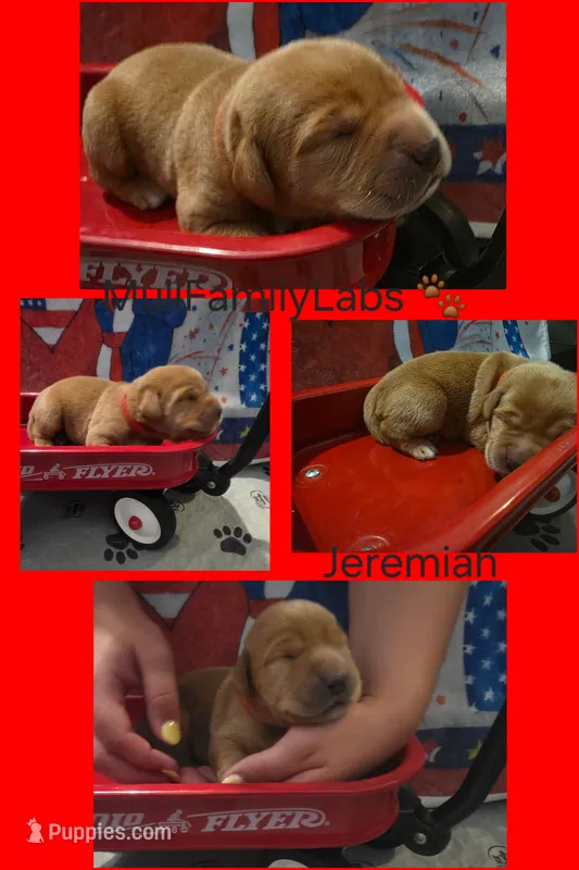Jeremiah – Labrador Retriever puppy for sale in Pleasantville, IA