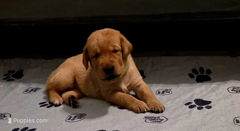 Adam – Labrador Retriever puppy for sale in Pleasantville, IA