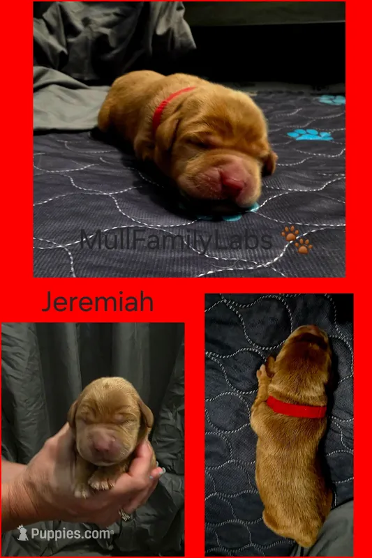 Jeremiah – Labrador Retriever puppy for sale in Pleasantville, IA