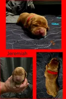 Jeremiah, a male Labrador Retriever for sale in Pleasantville, IA – 1 of 1