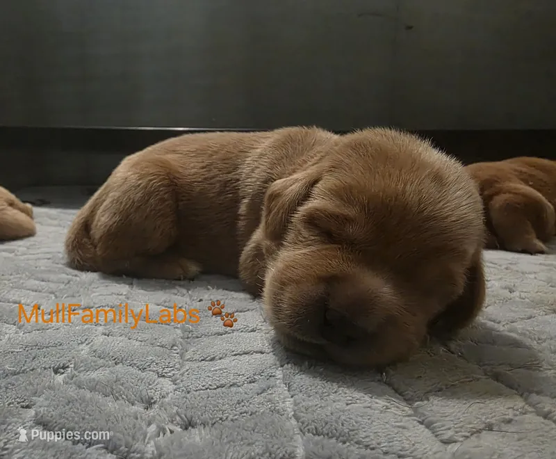 Jeremiah – Labrador Retriever puppy for sale in Pleasantville, IA