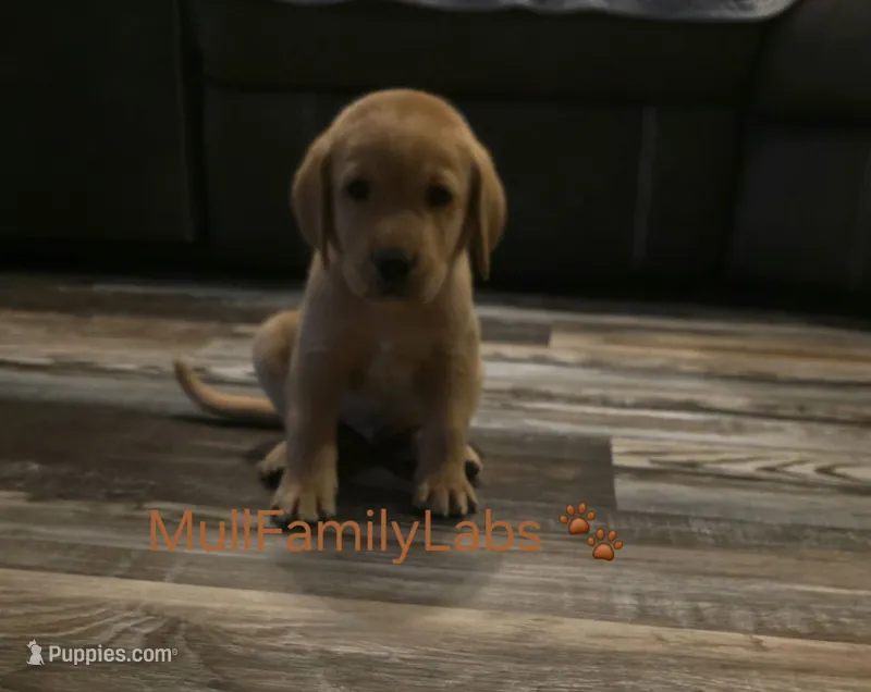 Steven – Labrador Retriever puppy for sale in Pleasantville, IA