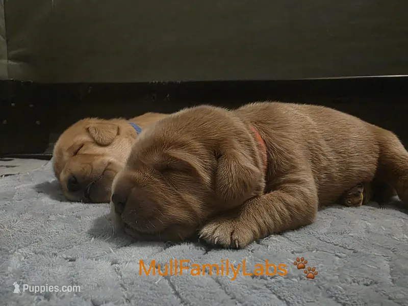 Jeremiah – Labrador Retriever puppy for sale in Pleasantville, IA