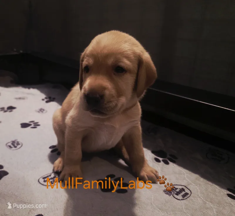 John – Labrador Retriever puppy for sale in Pleasantville, IA