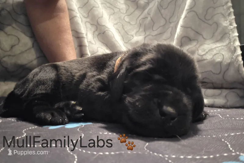 Conrad – Labrador Retriever puppy for sale in Pleasantville, IA