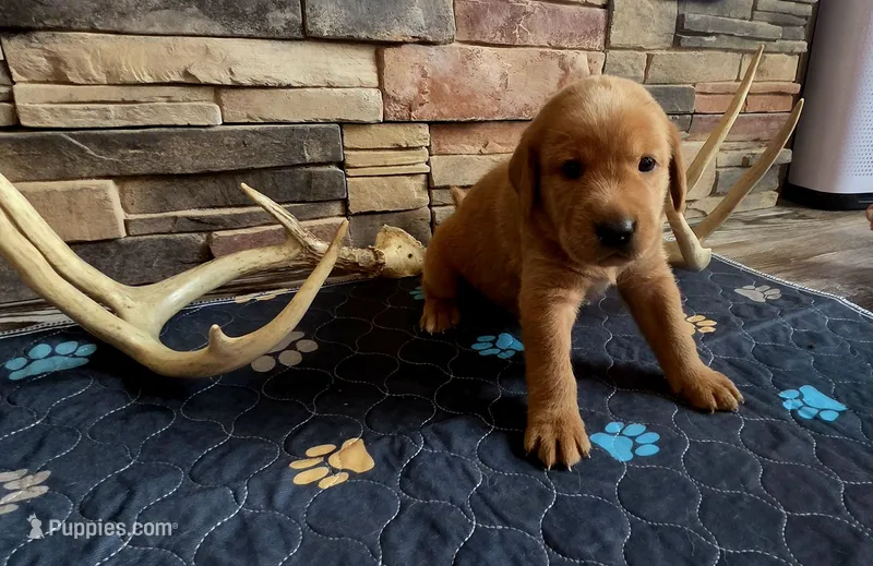 Jeremiah – Labrador Retriever puppy for sale in Pleasantville, IA