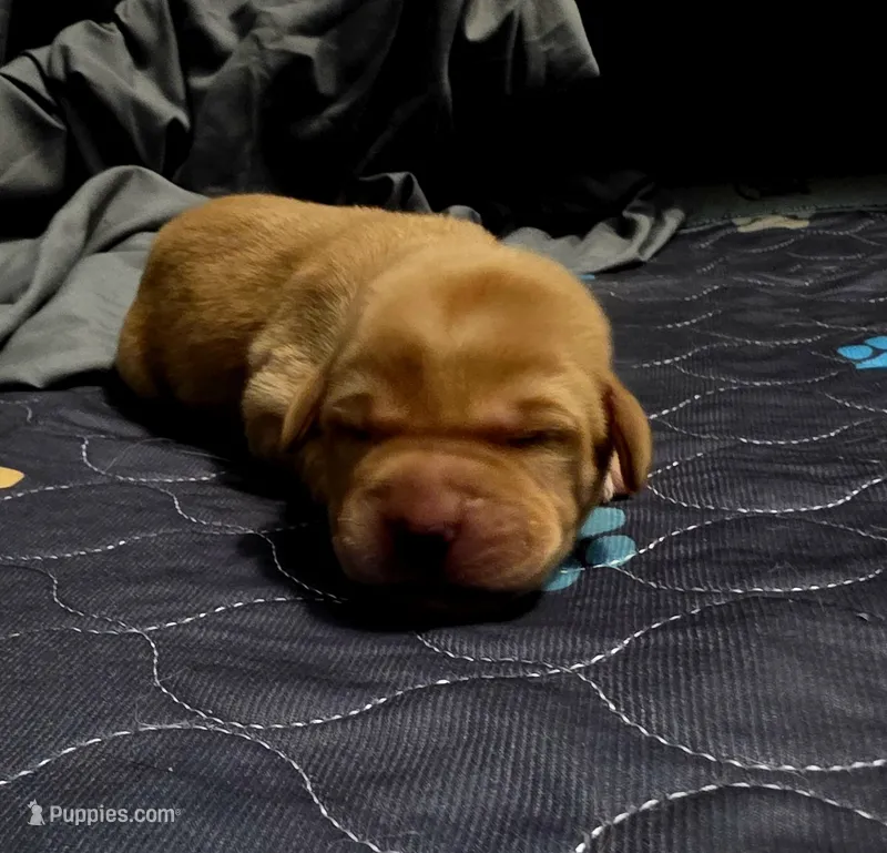 Steven – Labrador Retriever puppy for sale in Pleasantville, IA