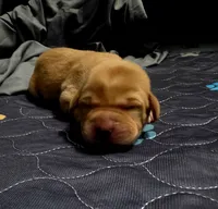 Steven, a male Labrador Retriever for sale in Pleasantville, IA – 1 of 3