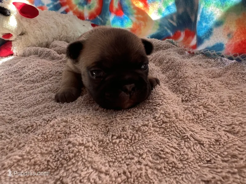 (Pete) ofad parents  – French Bulldog puppy for sale in West Plains, MO