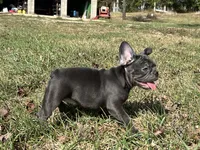 Bloom ofad parents, a female French Bulldog for sale in West Plains, MO – 2 of 10