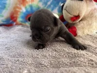 Bloom (ofad parents), a female French Bulldog for sale in West Plains, MO – 5 of 10