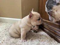 Ofad parents (tank), a male French Bulldog for sale in West Plains, MO – 8 of 10