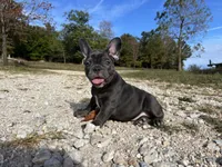Bloom ofad parents, a female French Bulldog for sale in West Plains, MO – 7 of 10