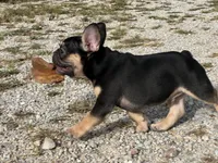 Felix , a male French Bulldog for sale in West Plains, MO – 3 of 10
