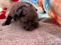 Fanny (ofad parents), a female French Bulldog for sale in West Plains, MO – 3 of 6