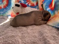 (Pete) ofad parents , a male French Bulldog for sale in West Plains, MO – 9 of 10